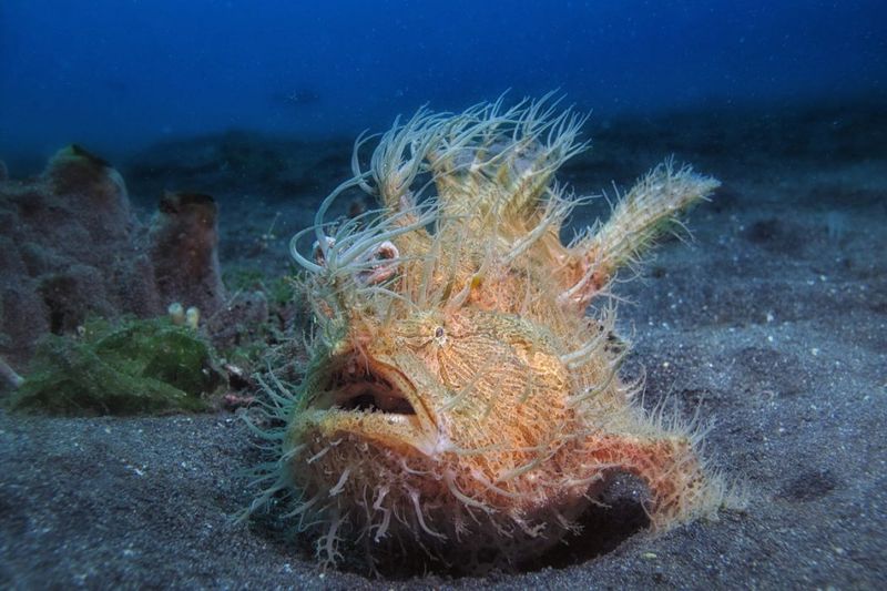 Frogfish