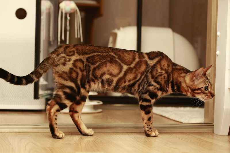 Marbled Bengal