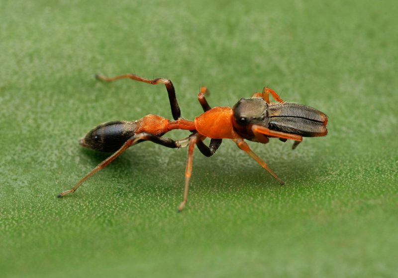 Mimicry Across Unrelated Species