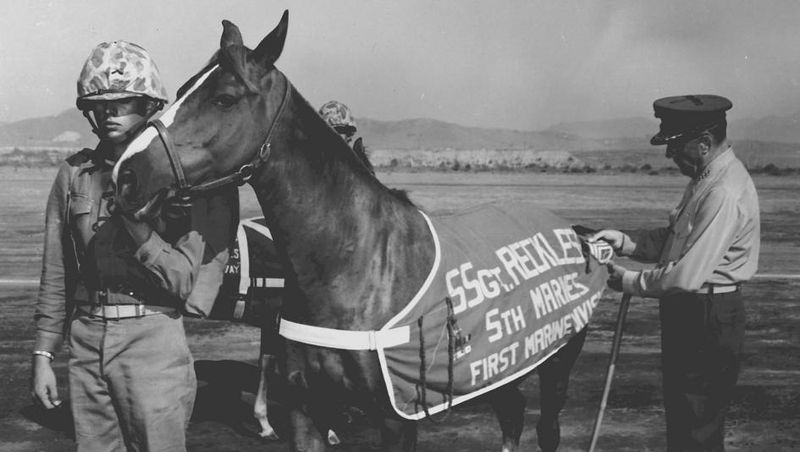 Reckless: The Mare Who Became A Marine