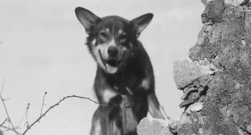 Chips: The Dog Who Captured Italian Soldiers