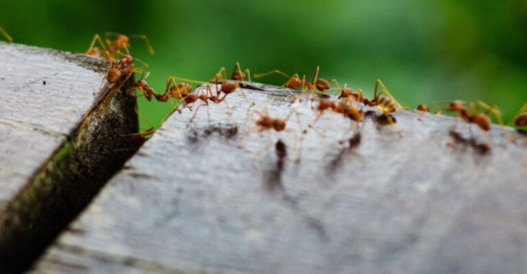 Simple Natural Solutions For Removing Ants From Your Yard