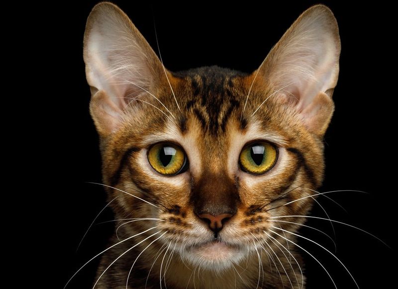 Toyger