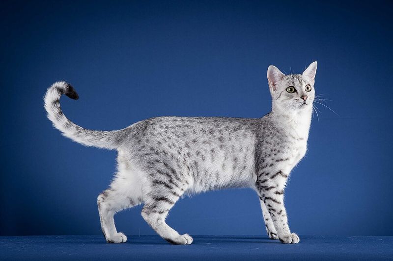 Egyptian Mau: Speed Demons With Attitude