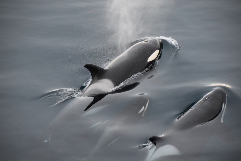 Killer Whales' Distinct Dialects