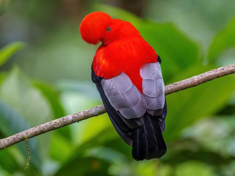 Cloud Forest Dwellers
