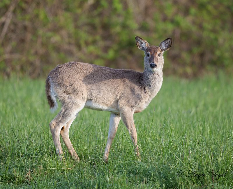 Columbian White-Tailed Deer