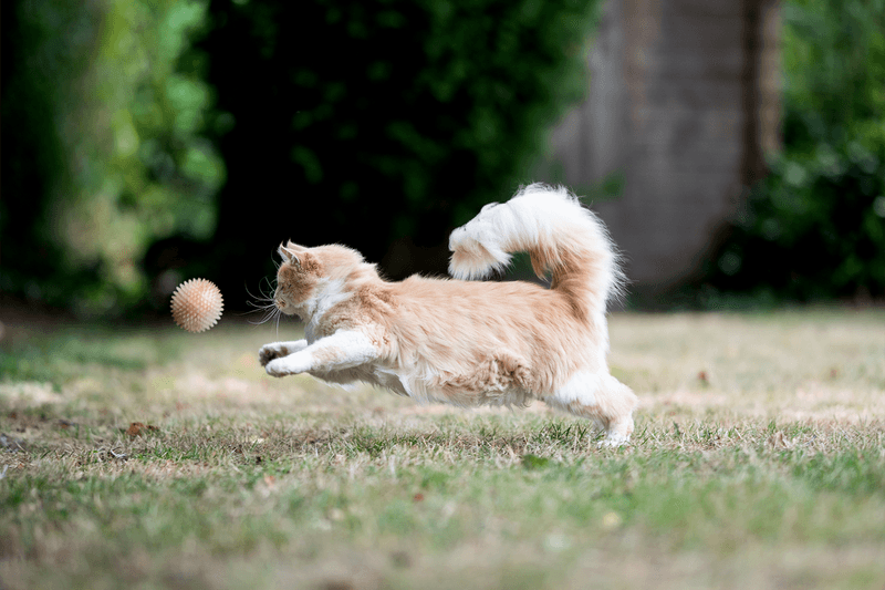 Playing Fetch (Yes, Really!)