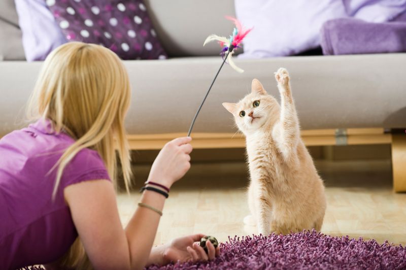 Cats And Their Playful Bonds
