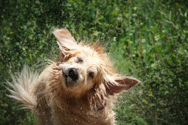 Shaking Off (Like After A Bath)