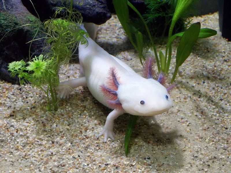 Walking Fish That Aren't Actually Fish At All