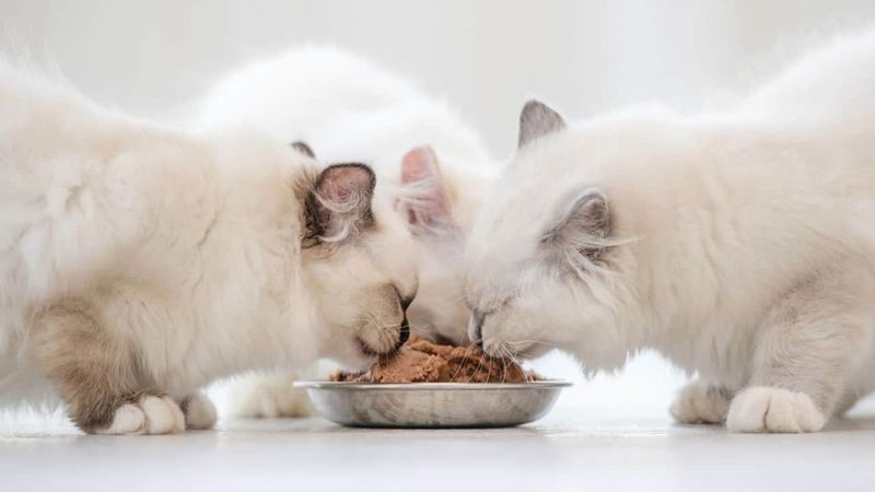 Premium Food Costs For These Large Luxury Cats
