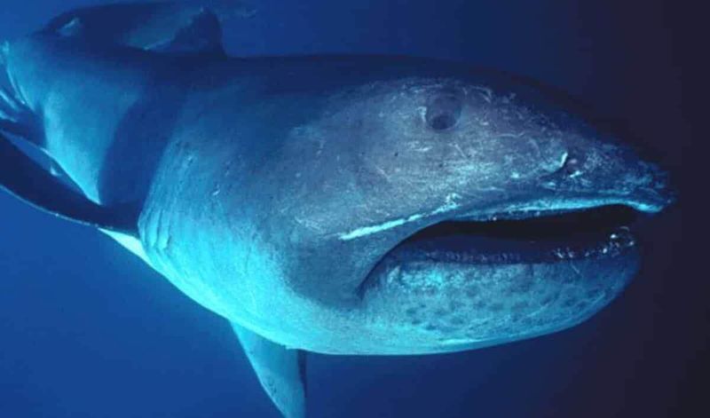 Megamouth Shark