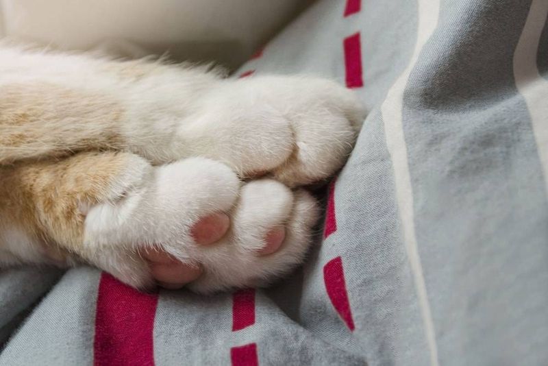 Velvet Paw Pads