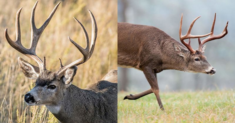 Antler Structure