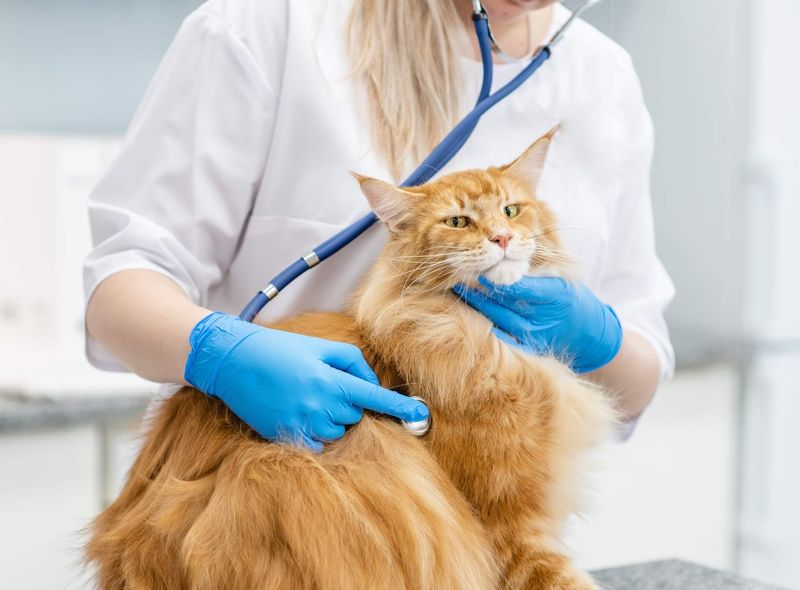Health Considerations Specific To Maine Coons