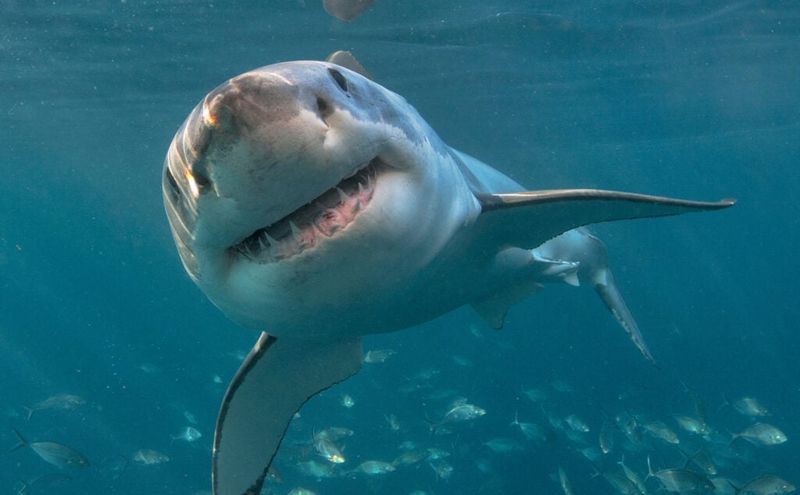 Clues About Prehistoric Ocean Life