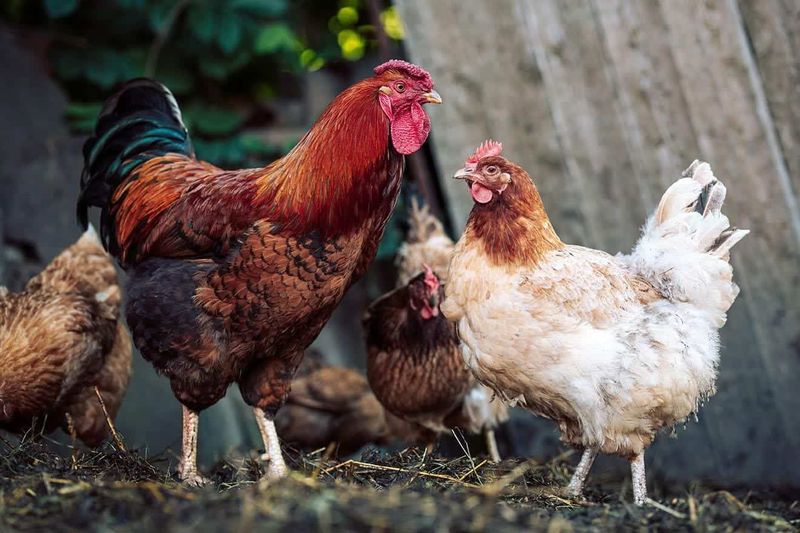 Egg-Ceptional Abilities: Reproduction Roles