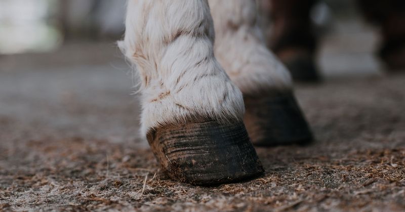 Hoof Structure