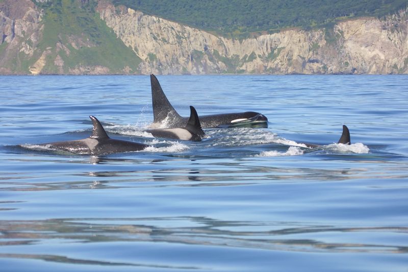 Social Structure: Pod Hierarchy Differences