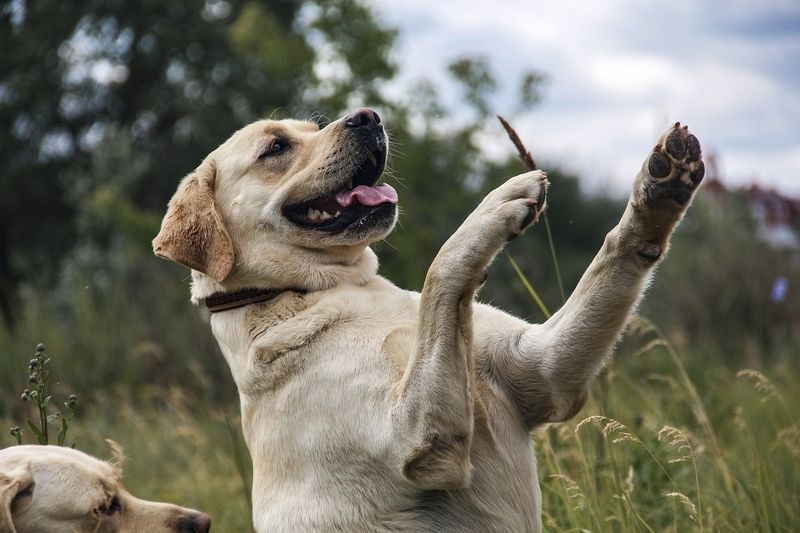 Exuberant Labrador Retrievers