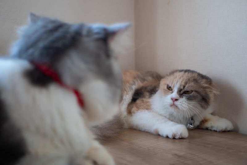 Forcing Friendship Between Cats