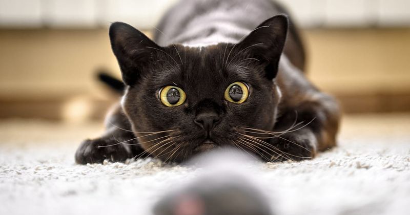 Misunderstanding Normal Cat Behavior
