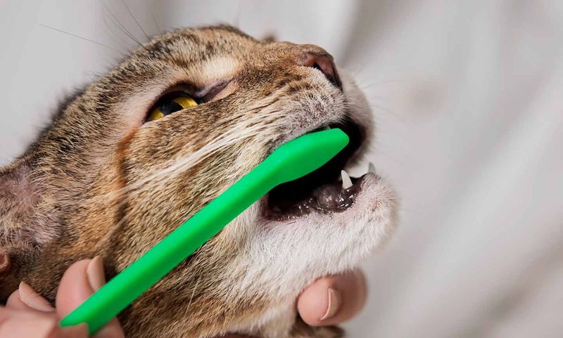 Overlooking Dental Health
