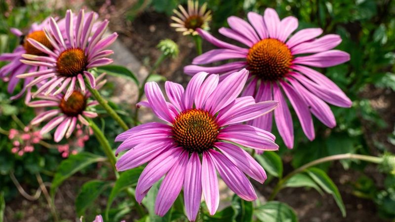 Plant Tall Perennials