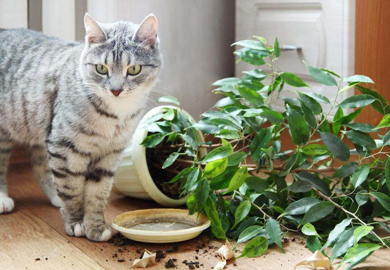 Forgetting To Cat-Proof Your Home