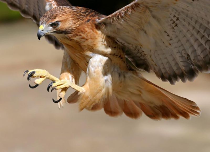 Hawks And Owls – Aerial Predators