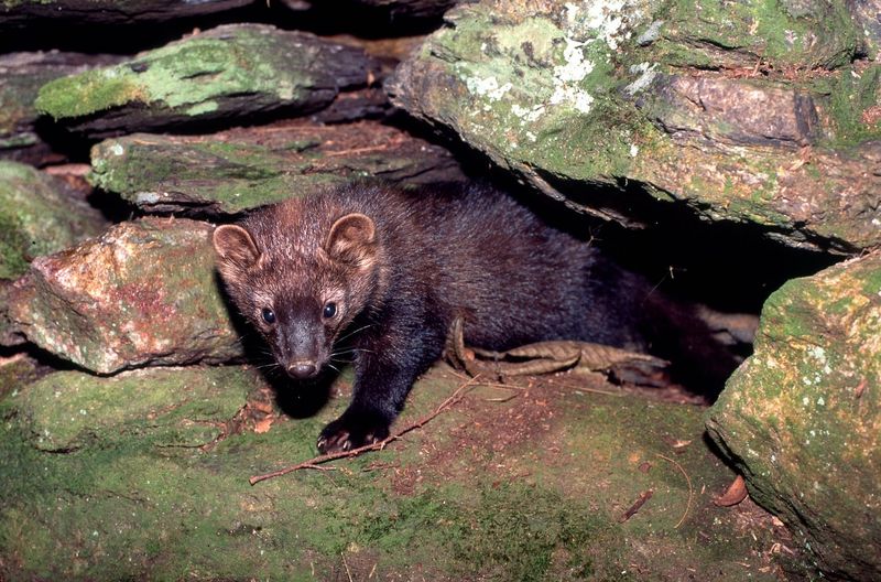 Fisher Cats