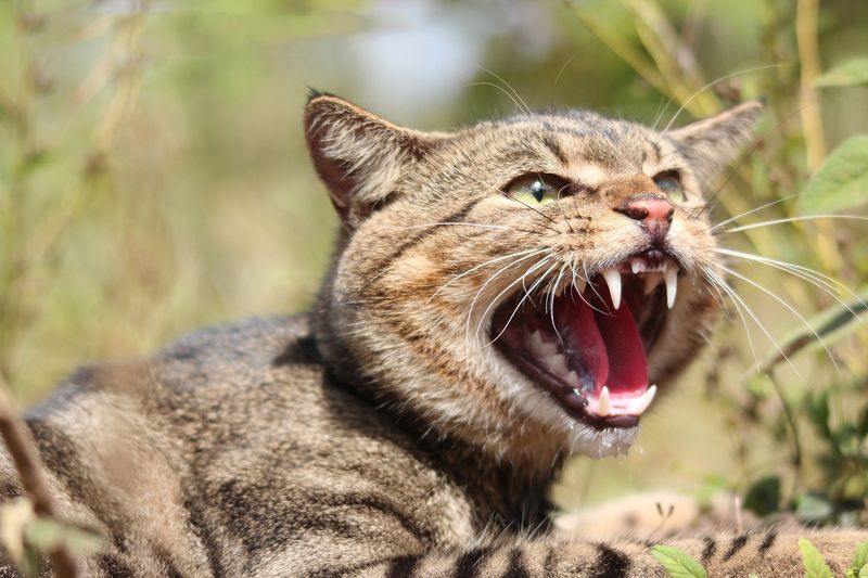Feral Cats