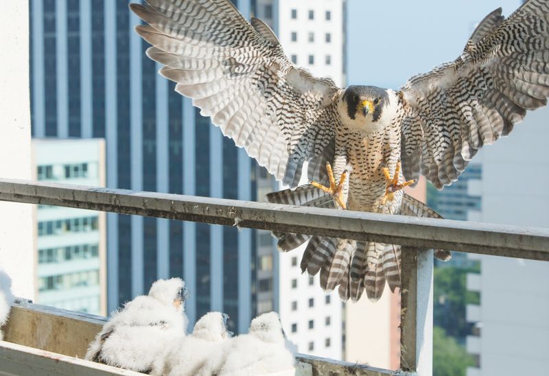 Concrete Cliff Dwellers: Peregrine Falcons