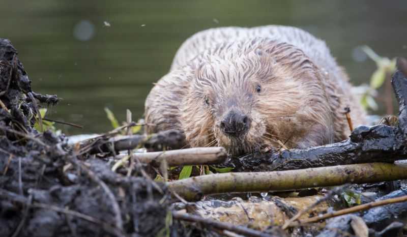 Riverbank Architects: American Beavers
