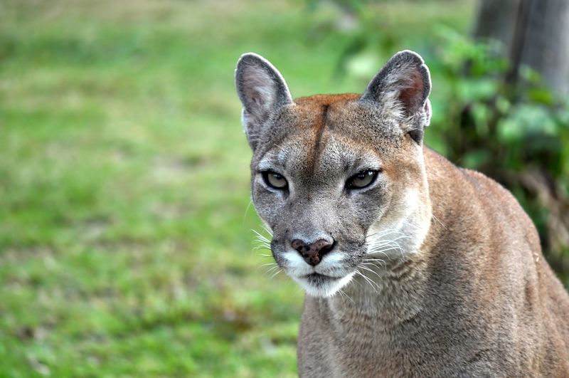 Forest Phantom: Eastern Cougar