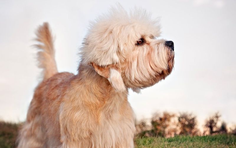 Dandie Dinmont Terrier – The Gentleman Of Terriers