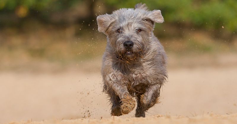 Glen of Imaal Terrier: Gentle Giant Among Terriers