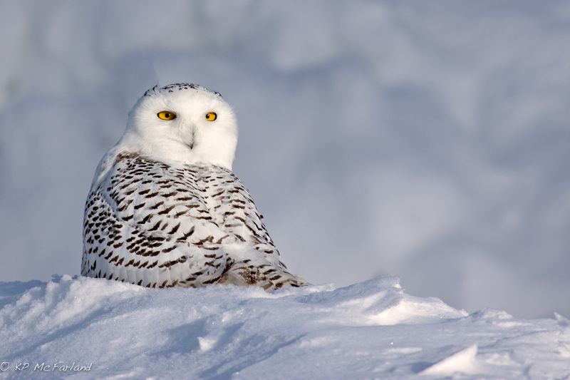 Ghost Owls Of The North