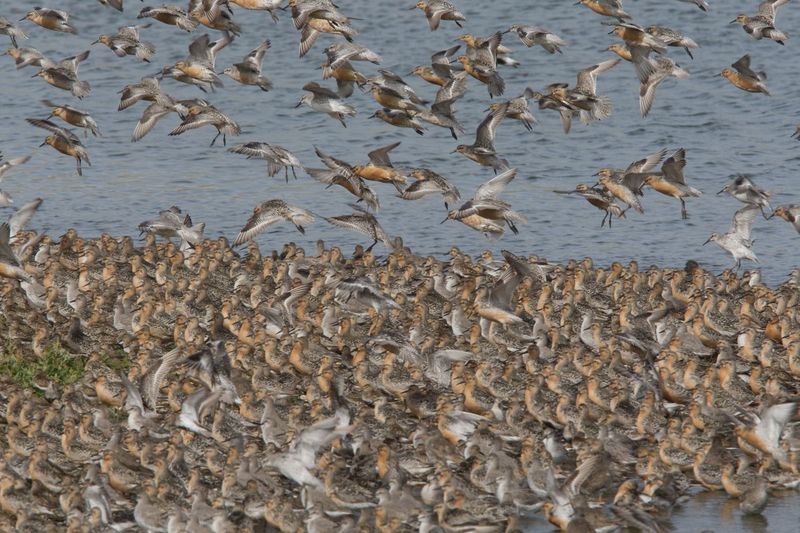 Changing Migration Patterns