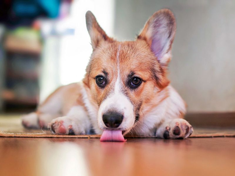 Excessive Licking Of Surfaces