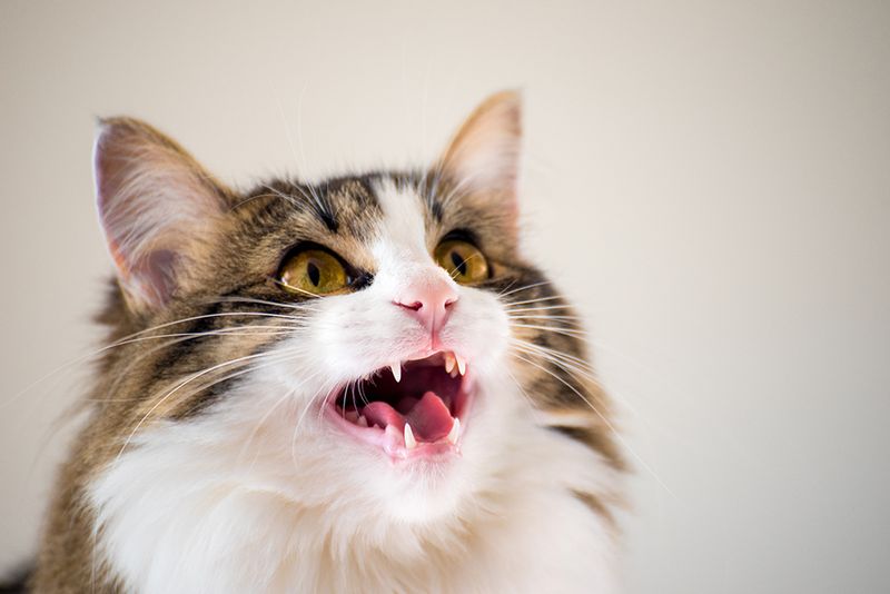 Gentle Meows