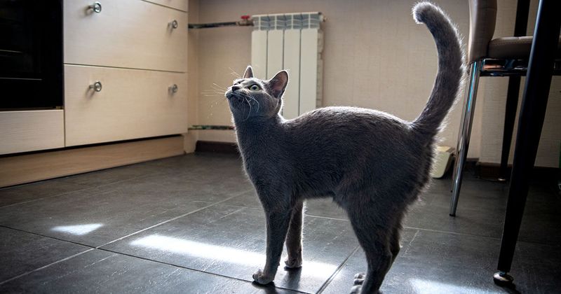 Tail Held High