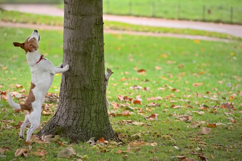 Chasing Squirrels