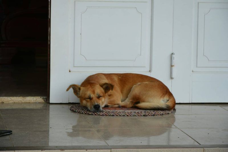 Sleeping Near The Door