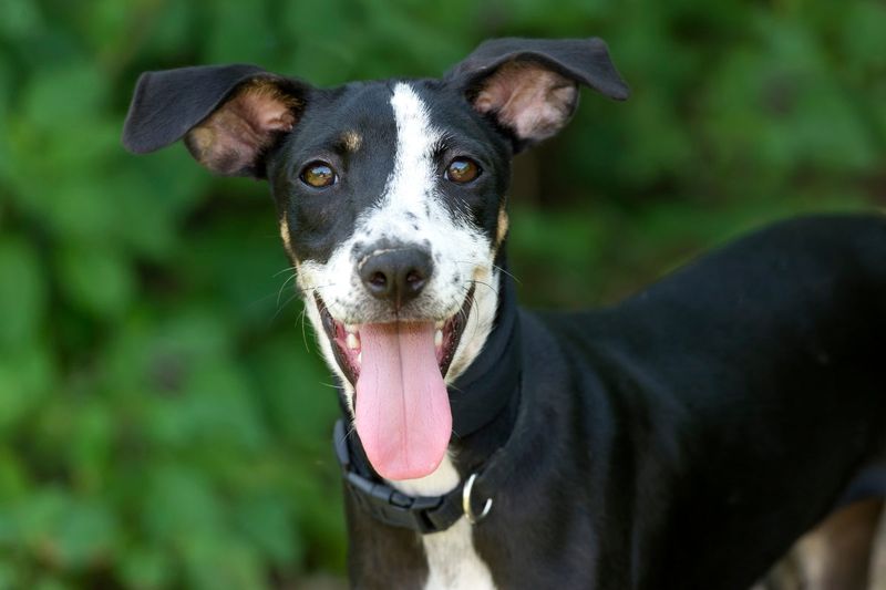 Happy Barking
