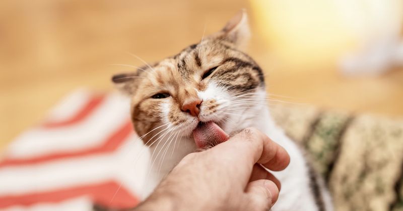 Grooms You With Licks