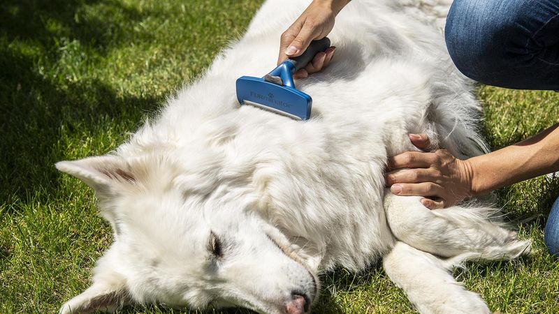 De-shedding Delight