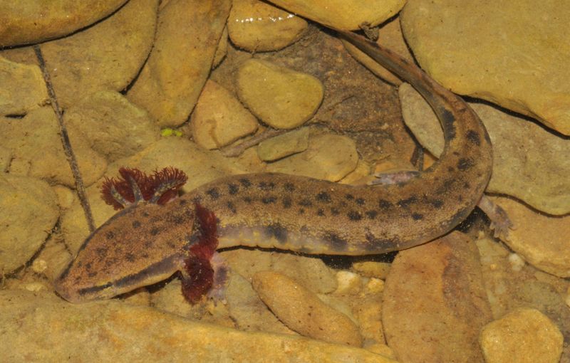 Mud Puppies: Mississippi Salamanders