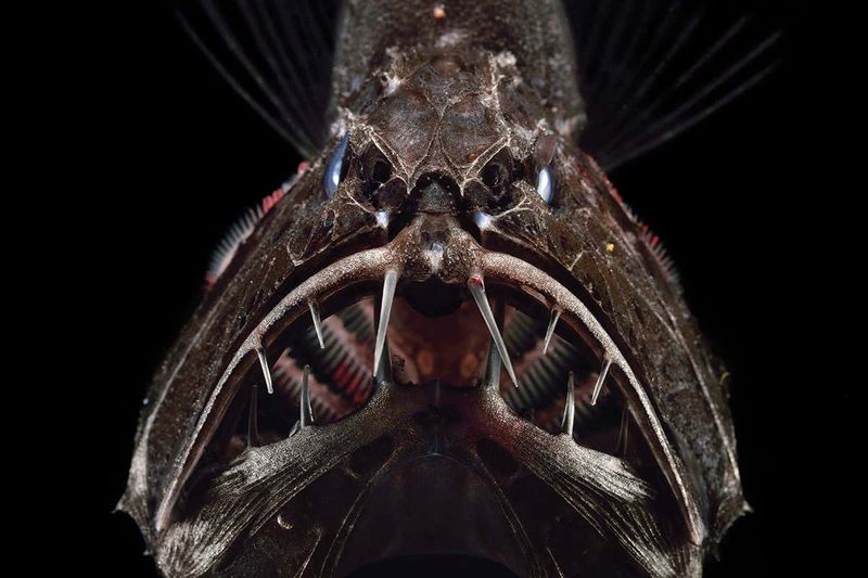 Ghostly Predator